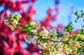 Flowers of apple tree on a bulr background Royalty Free Stock Photo
