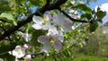 Flowers of apple tree in the garden Royalty Free Stock Photo