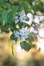 The flowers of apple tree on a natural green blurred background. Selected focus, shallow depth of field Royalty Free Stock Photo