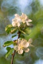 The flowers of apple tree on a natural spring blurred background. Selected focus, shallow depth of field Royalty Free Stock Photo