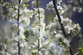 Flowers of the apple tree. White flowers on the branches.