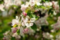 Flowers of apple trees bloom on a branch. Close up shot of blooming apple tree branch in a garden. Blooming apple tree. Spring
