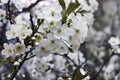 Flowers appletree