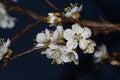 Flowers of apricot. Night photography