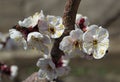 Flowers of apricot, spring in Balykchy town Royalty Free Stock Photo