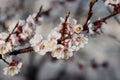 Flowers of an apricot tree in pastel colors for photo decoration Royalty Free Stock Photo