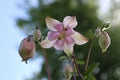 Flowers Aquilegia blossoms. Aquilegia vulgaris.