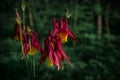 Flowers Aquilegia oxysepala, Ranunculaceae