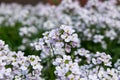 Flowers arabis close-up, white, field