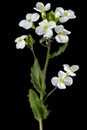 Flowers of arabis, isolated on black background
