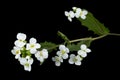 Flowers of arabis, isolated on black background