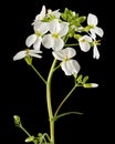 Flowers of arabis, isolated on black background