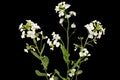 Flowers of arabis, isolated on black background