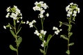 Flowers of arabis, isolated on black background