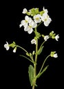 Flowers of arabis, isolated on black background