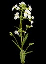 Flowers of arabis, isolated on black background