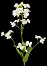 Flowers of arabis, isolated on black background