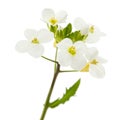 Flowers of arabis, isolated on white background