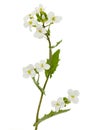 Flowers of arabis, isolated on white background