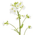 Flowers of arabis, isolated on white background