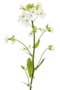 Flowers of arabis, isolated on white background