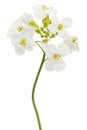 Flowers of arabis, isolated on white background