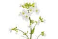 Flowers of arabis, isolated on white background