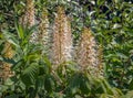 Flowers from Aralia Continentalis, or spikenard, is a genus of the family Araliaceae Royalty Free Stock Photo