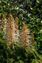 Flowers from Aralia Continentalis, or spikenard, is a genus of the family Araliaceae