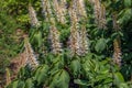 Flowers from Aralia Continentalis, or spikenard, is a genus of the family Araliaceae