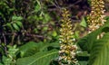 Flowers from Aralia Continentalis, or spikenard, is a genus of the family Araliaceae