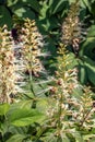 Flowers from Aralia Continentalis, or spikenard, is a genus of the family Araliaceae