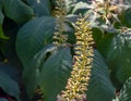 Flowers from Aralia Continentalis, or spikenard, is a genus of the family Araliaceae