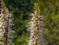 Flowers from Aralia Continentalis, or spikenard, is a genus of the family Araliaceae