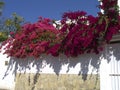 Flowers and Architecture in Nerja Spain Royalty Free Stock Photo