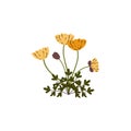 Flowers of Arctic or Polar poppy of North Pole and tundra, vector isolated. Royalty Free Stock Photo