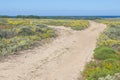 Flowers around beach road in Vila Nova de Milfontes Royalty Free Stock Photo