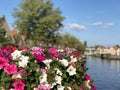 Flowers around a canal in Joure