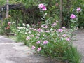 Flowers around the cement.