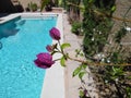 Flowers around a swimming pool