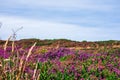 Flowers around Wheal Coates