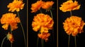 Dynamic Multi-panel Compositions: Captivating Orange Marigold Flowers In Radiographic Style