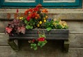 The flowers are arranged in a wooden box by the old window Royalty Free Stock Photo