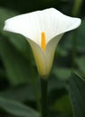 Flowers - Arum Lily Royalty Free Stock Photo