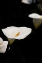 Flowers - Arum Lily Royalty Free Stock Photo