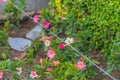 Flowers as symbol of beauty and art closed, banned, under barbed wire. Concept of dictatorship, totalitarianism