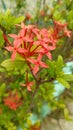 Flowers Asoka & x28;Ixora coccinea.& x29; Royalty Free Stock Photo