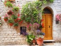 Flowers of Assisi