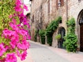 Flowers of Assisi