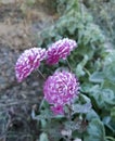 Flowers of aster or zrisanthemum in the first snow. Morning - frost covered the flowers. Royalty Free Stock Photo